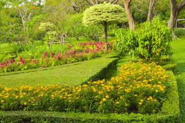 Yellow daisies bloom and decoration in Chatuchak Park, Bangkok, Thailand