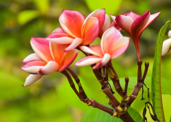 Fleurs Frangipani Roses Blanches Chatuchak Park Bangkok Thaïlande — Photo