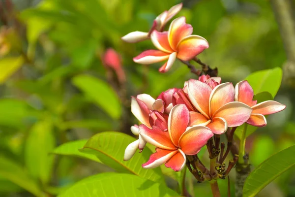 Pink White Frangipani Flowers Bloom Chatuchak Park Bangkok Thailand — Stockfoto