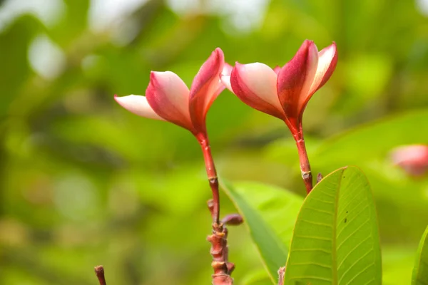 Różowe Białe Kwiaty Frangipani Kwitną Chatuchak Park Bangkok Tajlandia — Zdjęcie stockowe