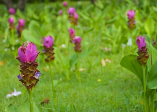 Lila Krachia Blommor Blommar Chatuchak Park Bangkok Thailand — Stockfoto