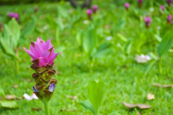 Lila Krachia Blommor Blommar Chatuchak Park Bangkok Thailand — Stockfoto