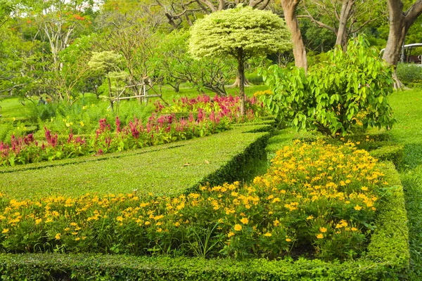 Парке Чатучак Бангкок Таиланд Цветут Украшаются Желтые Дайсы — стоковое фото
