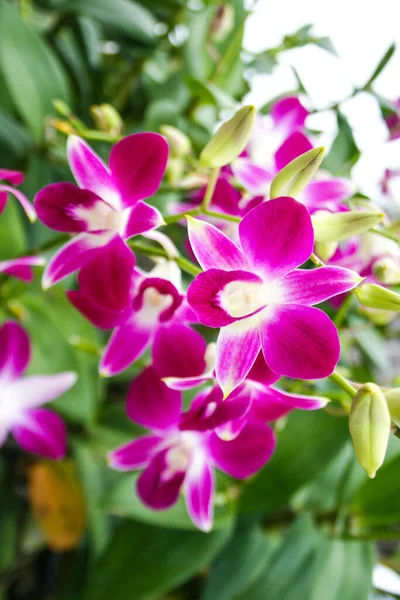 Vanda Purple Orchids Flower Blooming Beautiful Nature Garden Park Thailand — Foto Stock