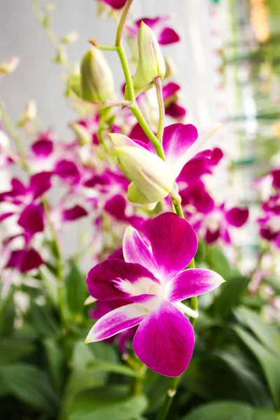Vanda mor orkideleri. Tayland bahçesinde çiçek açan güzel doğa. 