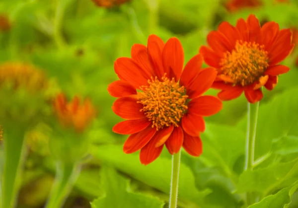 バンコクのチャトゥチャック公園では 橙色のフクシアの花を咲かせます — ストック写真