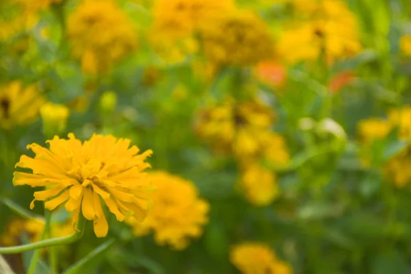  Chatuchak Park, Bangkok, Tayland 'da açan sarı Fuchsia çiçekleri