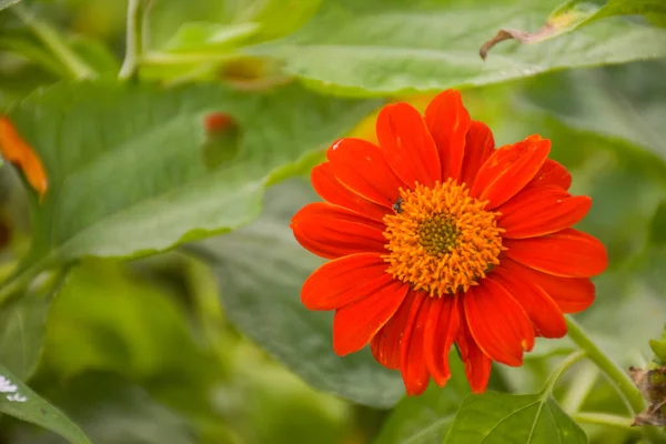 バンコクのチャトゥチャック公園に咲くオレンジ色のフクシアの花 — ストック写真