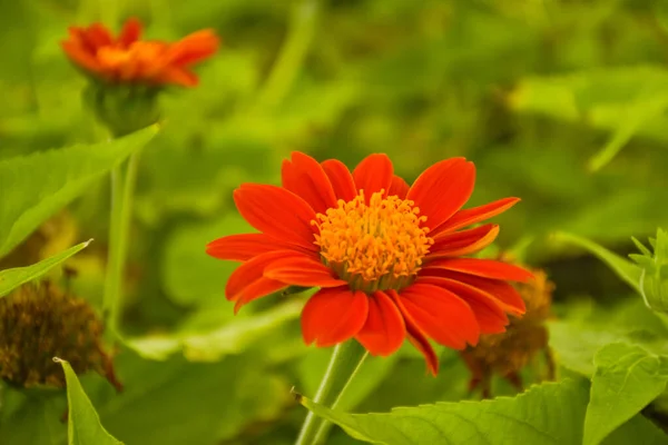 Oranžově Červené Fuchsiové Květy Kvetoucí Chatuchak Park Bangkok Thajsko — Stock fotografie