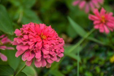 pink chrysanthemums bloom in the park. 