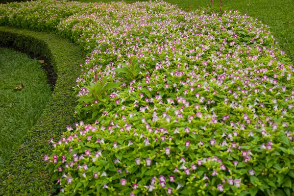  Mor çiçek bahçesi süslemesi Tayland halk parkında açan beyaz