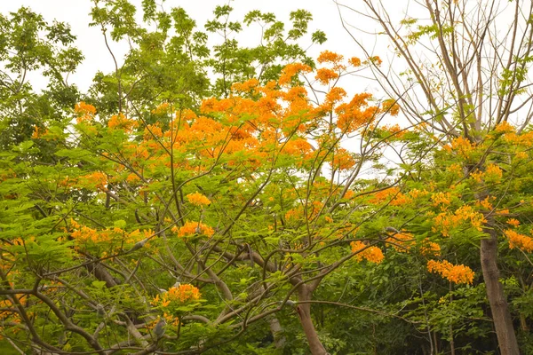 Pohled Oranžové Páví Květy Kvetoucí Thajském Veřejném Parku — Stock fotografie