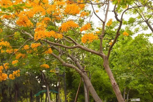 View Orange Peacock Flowers Blooming Thai Public Park — Stok fotoğraf