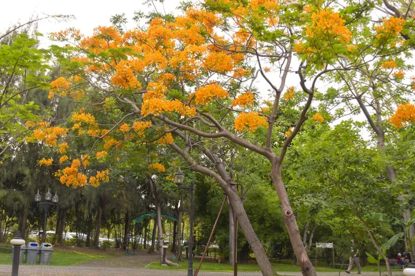 Tayland halk parkında açan turuncu tavus kuşu çiçekleri manzarası
