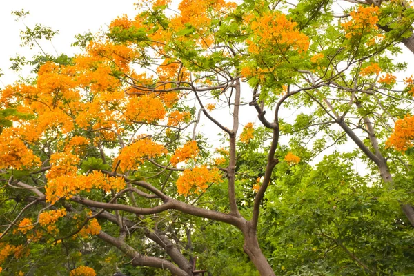 Vista Flores Pavo Real Naranja Floreciendo Parque Público Tailandés —  Fotos de Stock