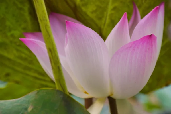  Tayland halk parkındaki su kabında güzel pembe nilüfer yaprakları.