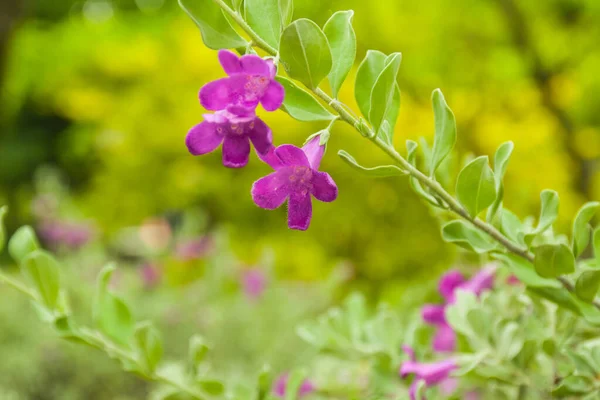 Liten Lila Blomma Blommande Skönhet Natur Trädgården Bangkok Thailand — Stockfoto