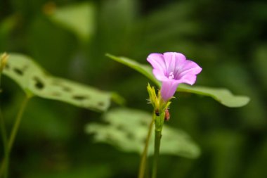 Güzel açan küçük mor çiçekler ve sabah yumuşak bulanık bokeh