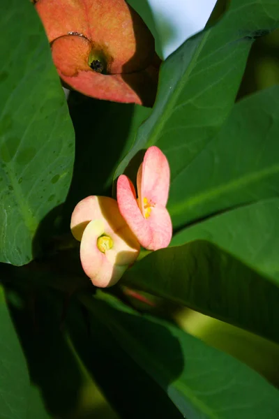  Kırmızı Poi Sian kaktüsü kabın içinde çiçek açıyor.