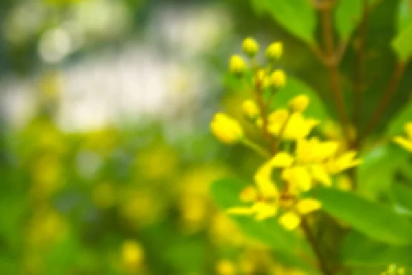 Маленькі Жовті Квіти Красиво Цвітуть Боке Яке Розмиття Вранці — стокове фото