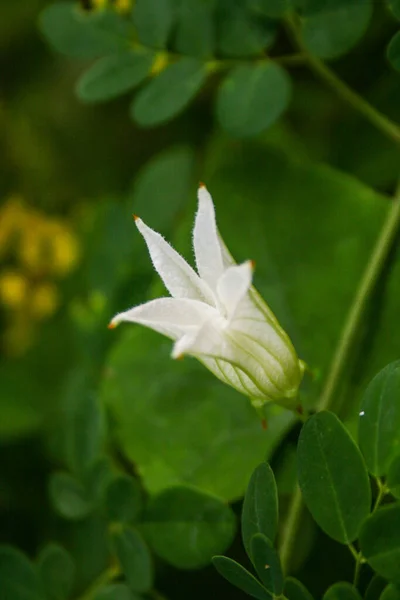 Small White Flowers Blooming Beautifully Bokeh Soft Blur Morning — стоковое фото