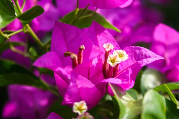 Rosa Bougainvillea Blüht Morgen — Stockfoto