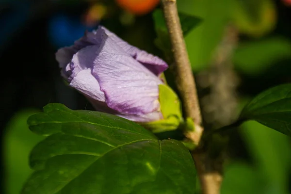 Die Ersten Lila Hibiskusblüten Blühen Morgen — Stockfoto