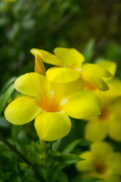 Желтые Цветы Цветут Красиво Bokeh Мягкое Размытие Утром — стоковое фото