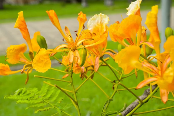 Peacock Flower Blooming Beautiful Orange Color Chatuchak Park Bangkok Thailand — Fotografia de Stock