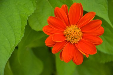   Bangkok, Tayland 'daki Chatuchak Park' ında açan kırmızı çiçekler