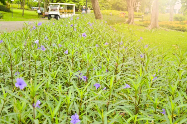  Bangkok, Tayland 'daki Chatuchak Parkı' nda mor çiçek tarlaları ve patikalar ve solf ışığı