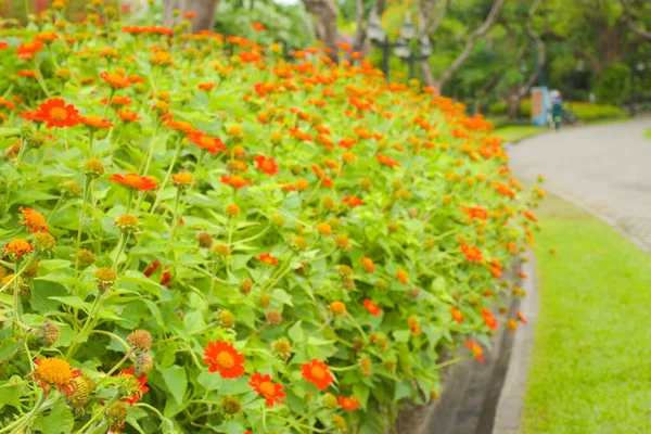 Pole Pomarańczowych Kwiatów Fuksji Kwitnące Wzdłuż Chodnika Parku Chatuchak Bangkoku — Zdjęcie stockowe