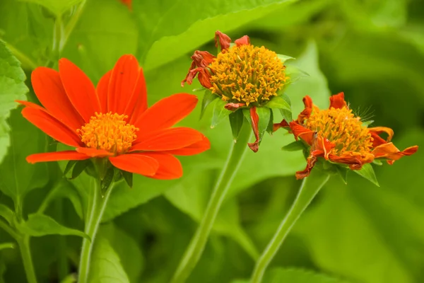 Red Orange Fuchsia Flowers Bloom Petals Fall Chatuchak Park Bangkok — ストック写真