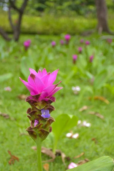 Flores Krachia Púrpura Floreciendo Chatuchak Park Bangkok Tailandia — Foto de Stock