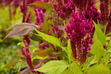  Chatuchak bahçesinde açan kırmızı horoz tarağı çiçekleri.