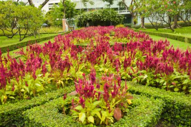  Chatuchak bahçesinde açan kırmızı horoz tarağı çiçekleri.