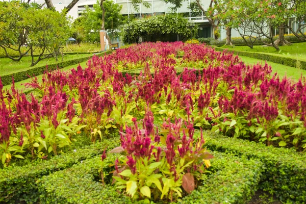  Chatuchak bahçesinde açan kırmızı horoz tarağı çiçekleri.