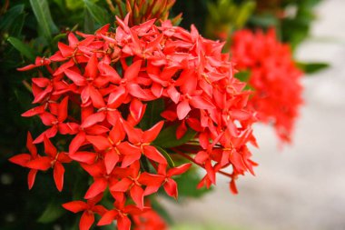 Dekoratif bahçede açan küçük kırmızı iğne çiçekleri ve yumuşak bulanıklık