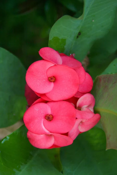 満開のピンクと赤のポイ族のサボテンの花 — ストック写真