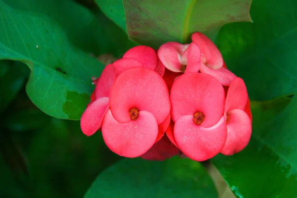 Pink Red Poi Sian Cactus Flowers Full Blooming — стоковое фото