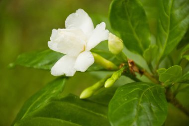  Beyaz yasemin çiçekleri Chatuchak Park, Bangkok, Tayland 'da çiçek açıyor.