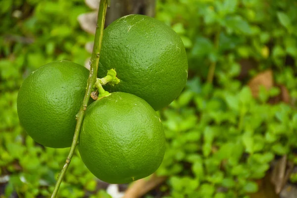 Лимонний Плід Висить Фермерському Саду Таїланду — стокове фото