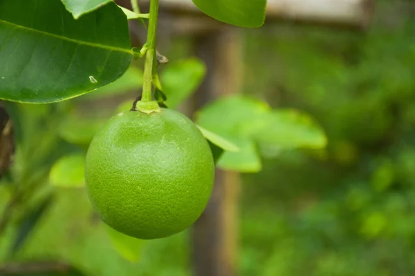Lemon Fruit Hanging Farm Garden Thailand — стокове фото