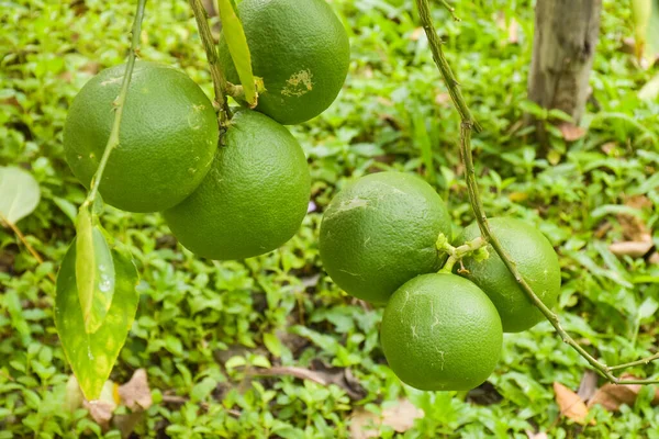 Lemon Fruit Hanging Farm Garden Thailand — Stockfoto