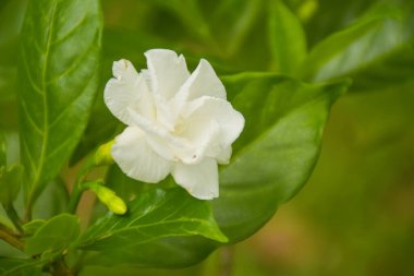  Beyaz yasemin çiçekleri Chatuchak Park, Bangkok, Tayland 'da çiçek açıyor.