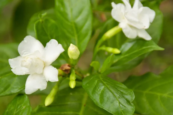 White Jasmine Flowers Blooming Chatuchak Park Bangkok Thailand — Stok fotoğraf