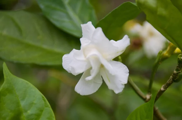 Bílé Jasmínové Květy Kvetoucí Chatuchak Park Bangkok Thajsko — Stock fotografie