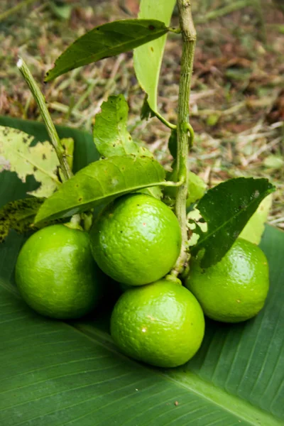 Πράσινα Φρούτα Λεμόνι Κρέμονται Στο Αγρόκτημα Και Τρόφιμα Και Ποτά — Φωτογραφία Αρχείου