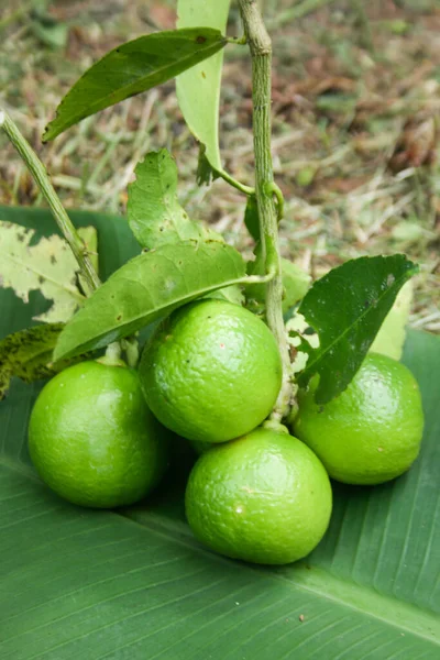  Çiftlikte asılı yeşil meyve limonu ve yiyecek ve içecek