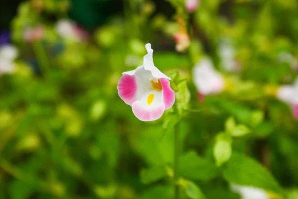 Rosa Und Weiße Kleine Blumen Blühen Weiches Licht Verschwimmen Hintergrund — Stockfoto